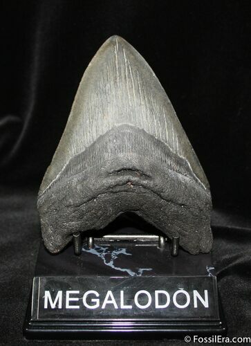 Impressive Inch Georgia Megalodon Tooth #682